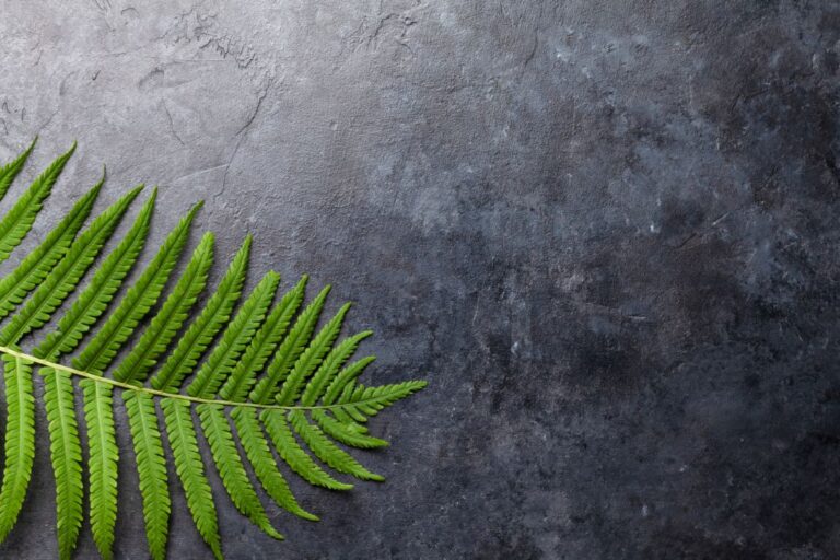 Sxeriff | Top Sustainable fashion Brand in Indiaabstract nature background with fern leaves 7H4R4BE 1 1
