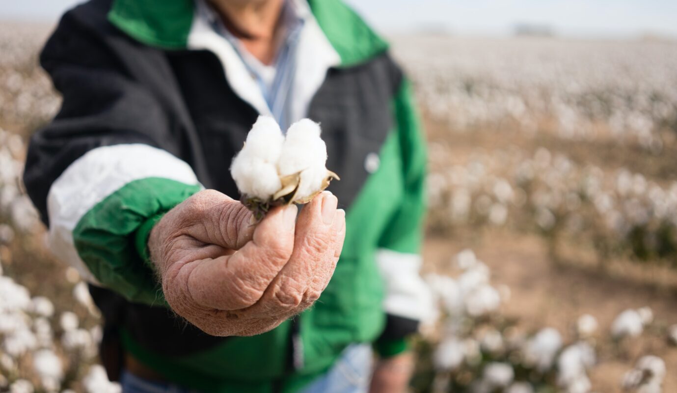 Farmer's Weathered Hands Hold Cotton Boll Checking Harvest